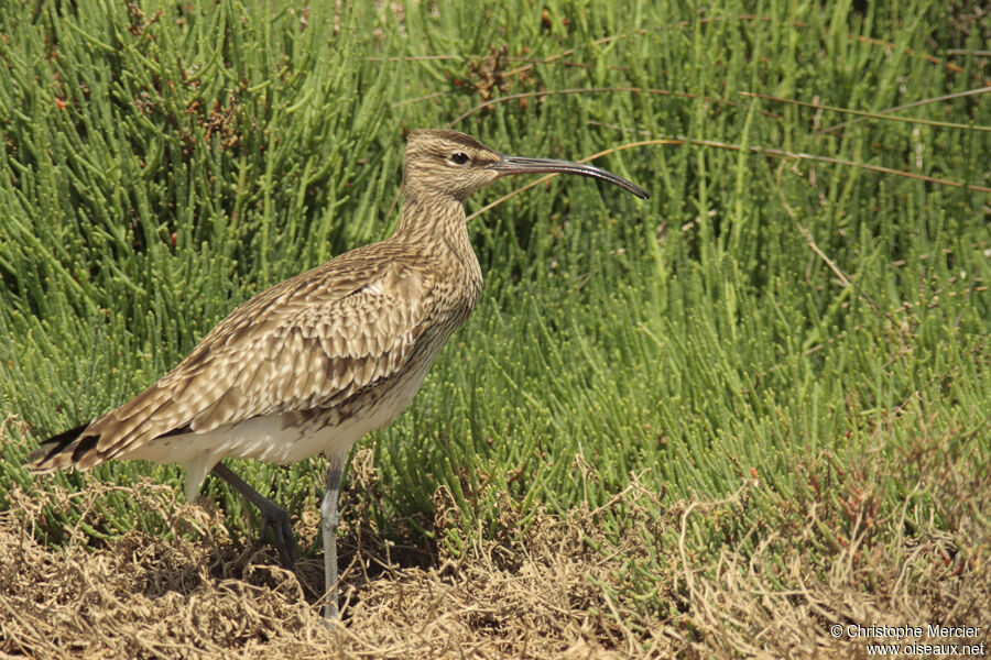 Whimbrel