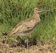 Eurasian Whimbrel