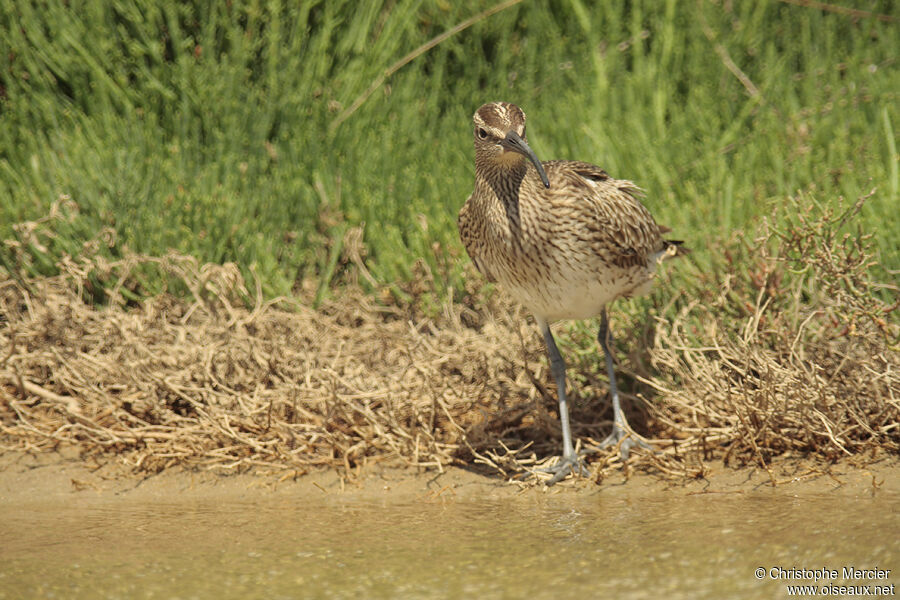 Eurasian Whimbrel