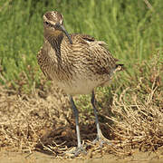 Whimbrel