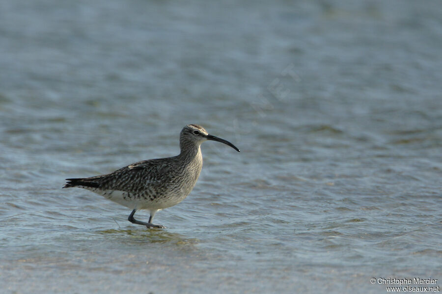 Whimbrel