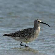 Eurasian Whimbrel