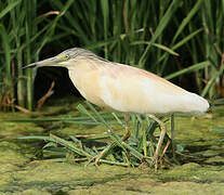 Squacco Heron