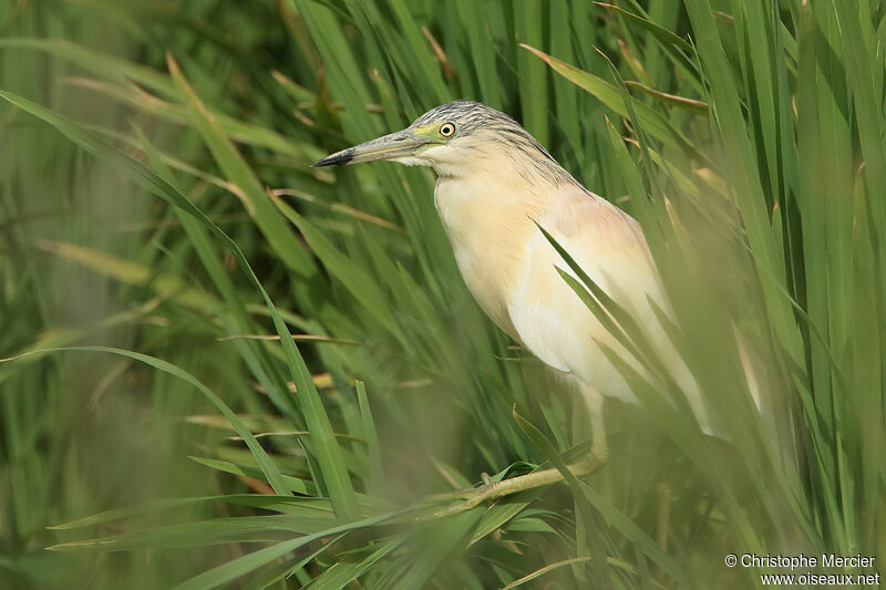 Squacco Heron