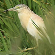 Squacco Heron