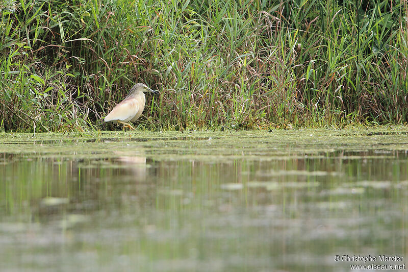 Squacco Heron