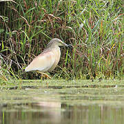 Squacco Heron