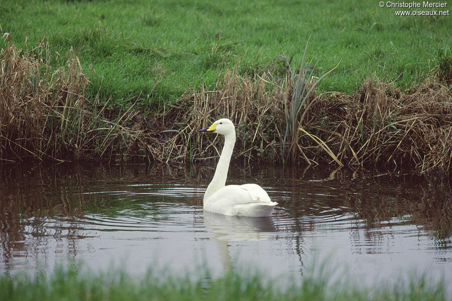 Whooper Swan