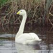 Cygne chanteur