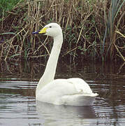 Whooper Swan