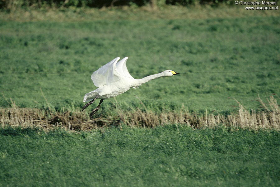 Whooper Swan