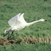 Whooper Swan