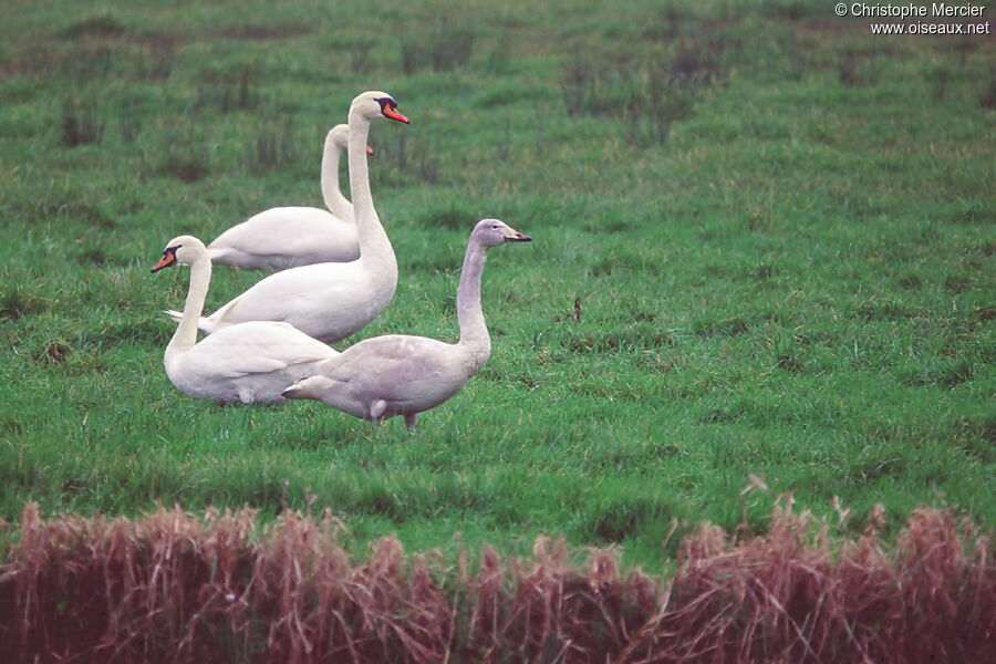 Cygne chanteur