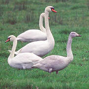 Whooper Swan