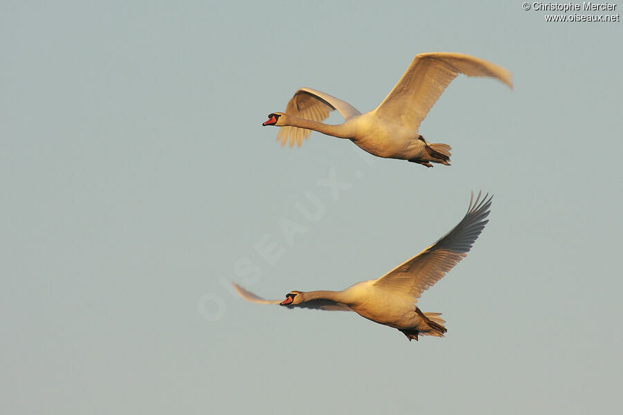 Cygne tuberculé