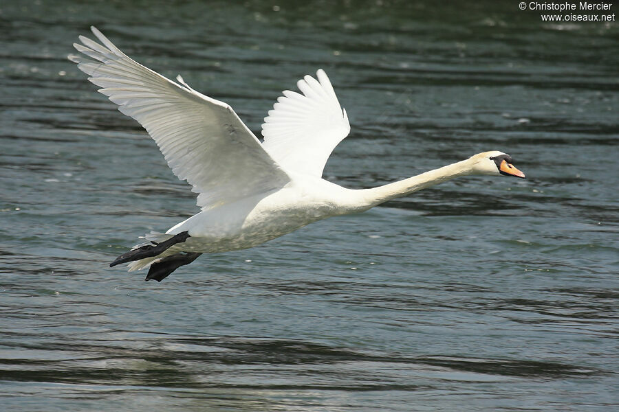 Mute Swan