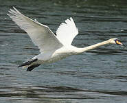 Cygne tuberculé