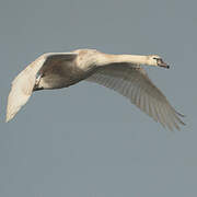 Mute Swan