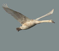 Mute Swan