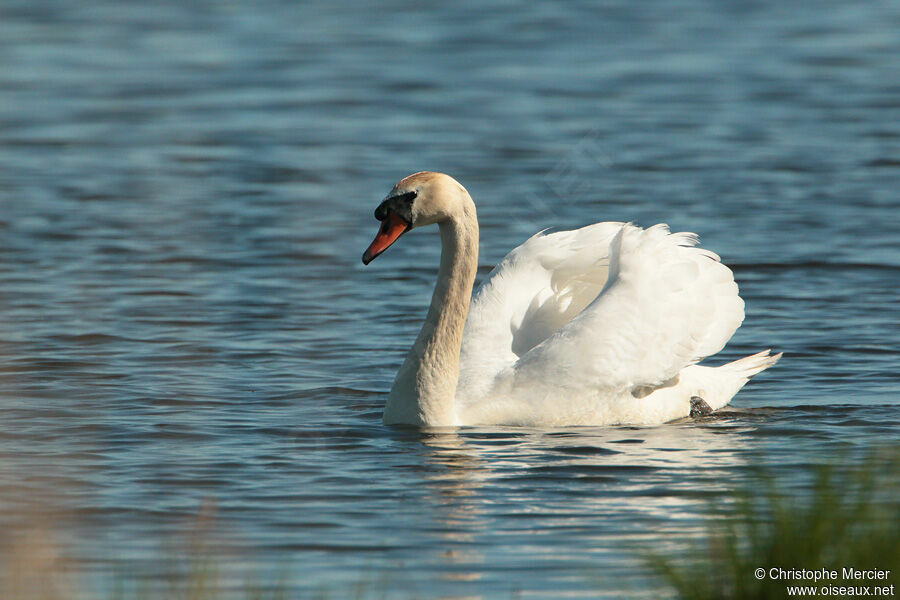 Mute Swan