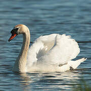 Mute Swan