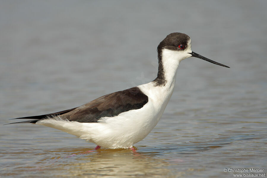 Black-winged Stilt