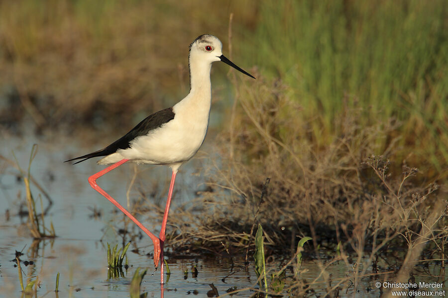 Black-winged Stilt