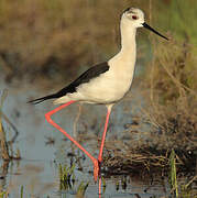 Black-winged Stilt