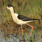 Black-winged Stilt