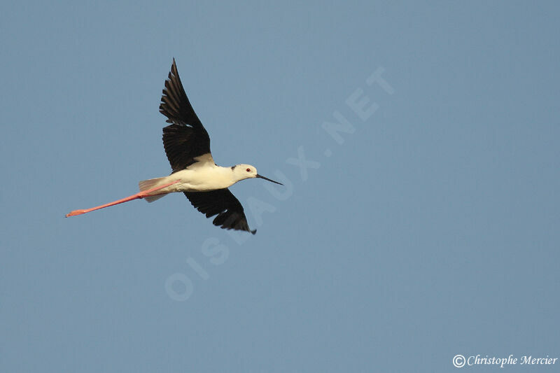 Black-winged Stilt