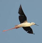 Black-winged Stilt