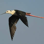 Black-winged Stilt