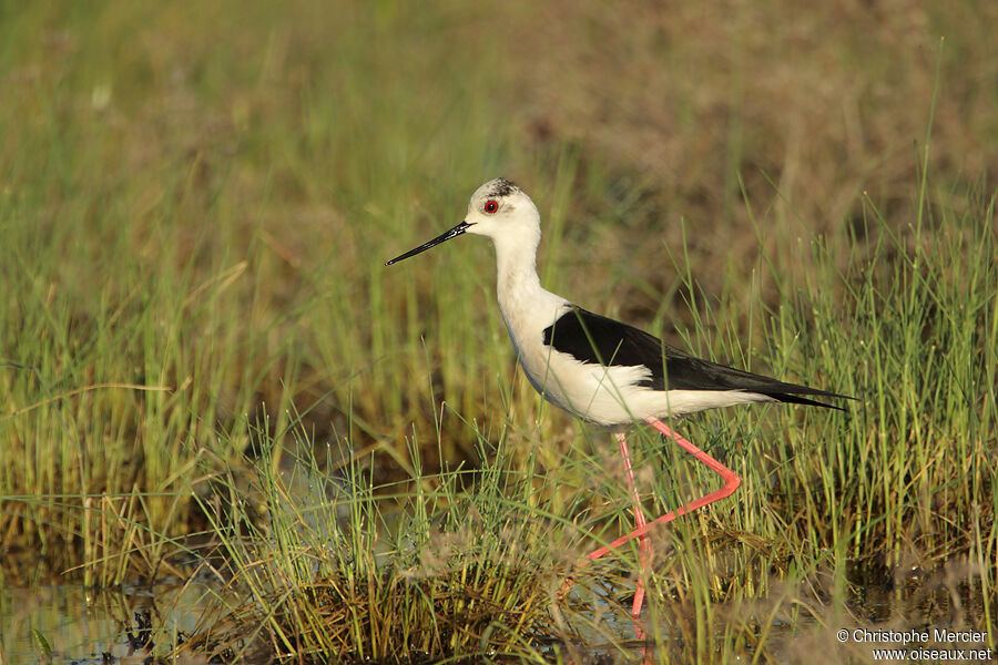 Black-winged Stilt