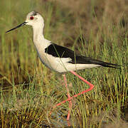 Black-winged Stilt