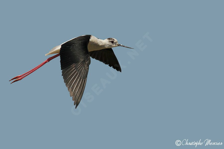 Black-winged Stilt