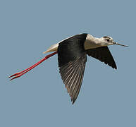 Black-winged Stilt