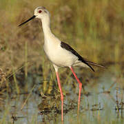 Black-winged Stilt