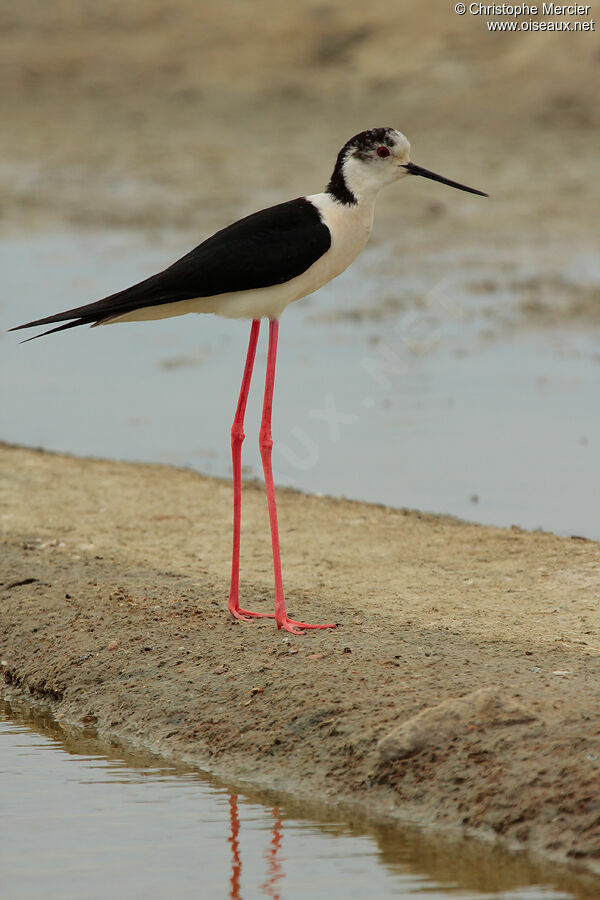 Black-winged Stilt