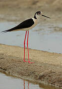 Black-winged Stilt