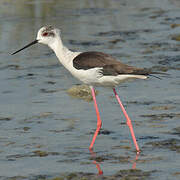 Black-winged Stilt