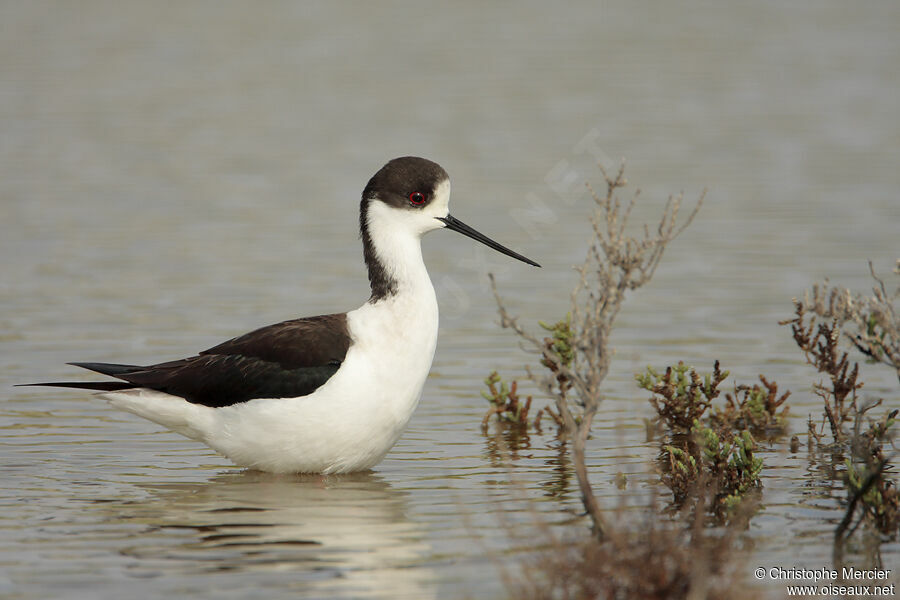 Black-winged Stilt