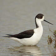 Black-winged Stilt