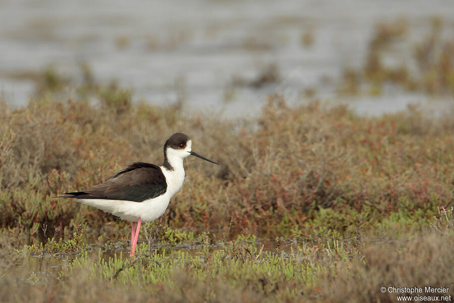 Black-winged Stilt