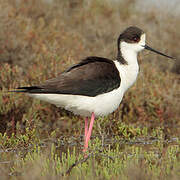 Black-winged Stilt