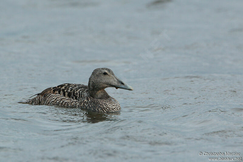 Eider à duvet