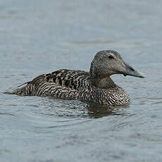 Eider à duvet