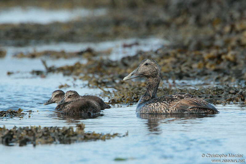 Common Eider