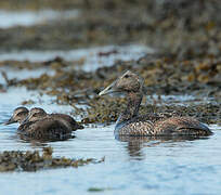 Common Eider