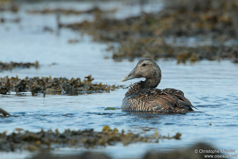 Common Eider