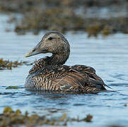 Common Eider